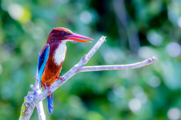 The White-throated Kingfisher in nature