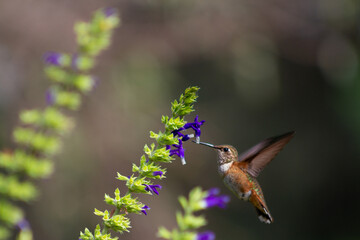 colibrí alimentándose mientras vuela   © Rogelio Sánchez