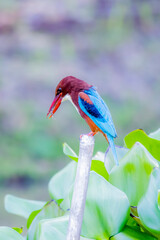 The White-throated Kingfisher in nature