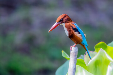 The White-throated Kingfisher in nature