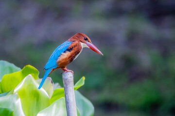 The White-throated Kingfisher in nature