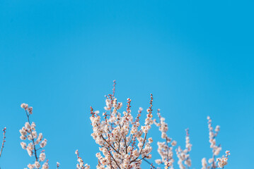 青空と白い梅の花