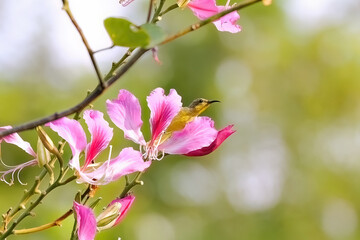 Sunbird perched on branch with vibrant pink flowers. Nature and wildlife.