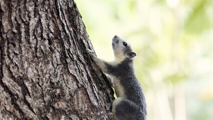 Squirrel ascending tree trunk in natural habitat. Wildlife and nature.