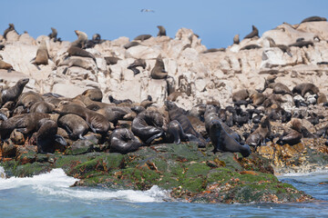 Cape fur seal, brown fur seal - Arctocephalus pusillus colony on rocks. Photo from Dyer Island Nature Reserve.