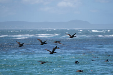 The flock of Cape cormorants , Cape shags - Phalacrocorax capensis flying over blue sea with blue sky in background. Photo from Kleinbaai, Western Cape province of South Africa. 