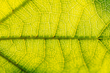 Leaf patterns for use in graphics