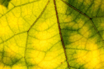 Leaf patterns for use in graphics