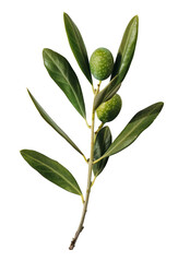 olive with leaves isolated on transparent background