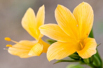 yellow flowers in the garden