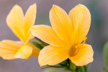 yellow flowers in the garden