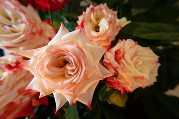 Blooming of Imperatrice Farah hybrid tea roses. Romantic summer scene of botanical garden with Rosaceae family plant. Beautiful floral background.