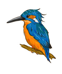 Kingfisher Bird
