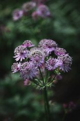 Close-up photo of blooming astrantia major growing in shady garden