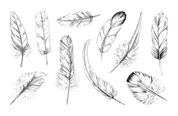 Vintage feathers. Black white sketch drawing isolated decorative element, graphic pattern of nature art, fluffy soft retro bird plumage, lightness symbol. Vector abstract illustration