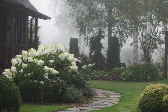 rustic wooden cottage and garden in evening fog with blooming hydrangeas paniculata - Powered by Adobe
