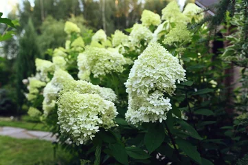 Gordijnen Hydrangea Paniculata "Lime Light" blooming in summer cottage garden © mashiki