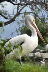 A pretty gorgeous white pelican bird posing elegantly by the lake.  