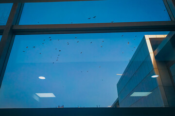 Flock of birds flying outside in office lights reflicting on glass window with sunny outdoor morning, blue sky copy space background, goggle glass blue fade