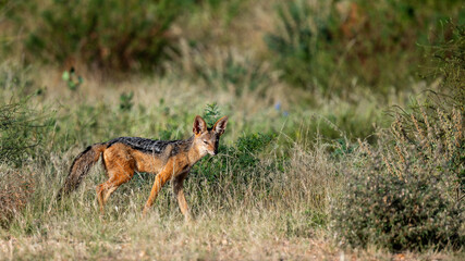 Wild jackal in Samburu national park, kenya