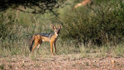 Wild jackal in Samburu national park, kenya