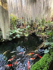 Koi fish in a pond