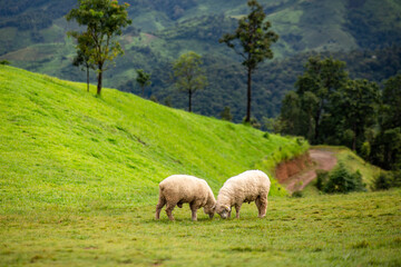 Flock of sheep grazing on the mountain The background is a natural landscape. Mountains and fog in the rainy season of Thailand.
