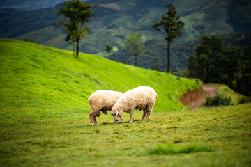 Obraz na płótnie Canvas Flock of sheep grazing on the mountain The background is a natural landscape. Mountains and fog in the rainy season of Thailand.