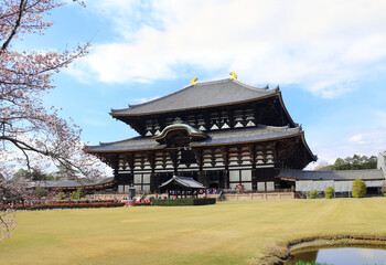 Todaiji Temple and blooming sakura branches. Great Eastern Temple, one of Seven Great Temple. Spring time in Japan. Sakura blossom season. Cherry blossoming season in Asia. Japanese hanami festival