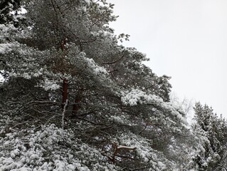 The crowns of pine trees are covered with a thin layer of snow in winter. Green beautiful park...