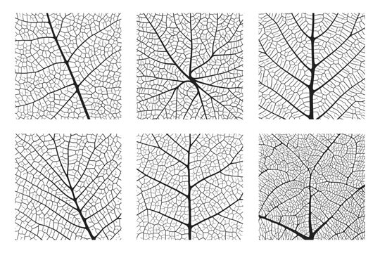 Leaf vein texture abstract background set with close up plant leaf cells ornament texture pattern. Black and white organic macro linear pattern of nature leaf foliage vector illustration.