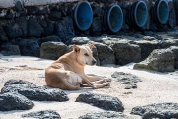 wild lebender Dingo auf Sao Vicente
