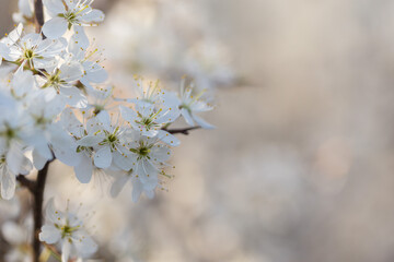 Prunus spinosa, called blackthorn or sloe, is a species of flowering plant in the rose family Rosaceae. Plum flower macro.