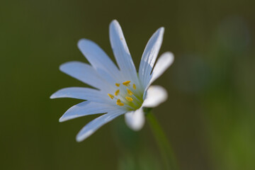 Delicate spring flowers of Rabelera holostea (syn. Stellaria holostea) in magical light. Greater stitchwort flowers macro. Spring carpet of flowers in the forest.