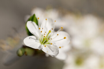 Prunus spinosa, called blackthorn or sloe, is a species of flowering plant in the rose family Rosaceae. Plum flower macro.