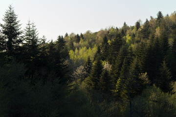 Coniferous forest in early spring in sunlight. The concept of wildlife and beauty of the earth. Texture, background fir forest wallpaper green forest top view.