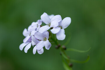 Cardamine bulbifera, known as coralroot bittercress or coral root, is a flowering plant in the Brassicaceae family. Cardamine bulbifera in bloom in a natural ecosystem.