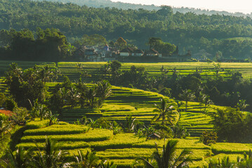 Aerial view of rice field with rural buildings