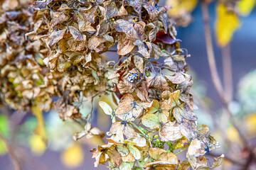 Dried Hydrangea Closeup And Ladybug With Selective Focus As Golden Macro Photography of Hortensia...