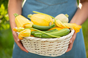 Woman holds a basket full of young zucchini with flowers. Selective focus, close-up.