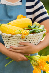 Woman farmer holding a wicker basket full of zucchini of various varieties in the garden. Selective focus.