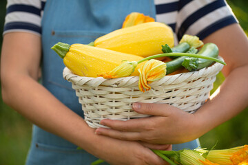 A woman farmer holds a harvest of zucchini in his hands. Selective focus. Food.