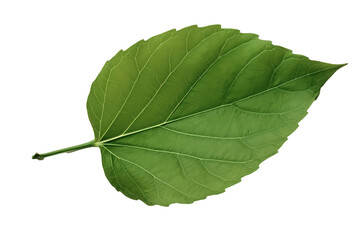Obraz premium PNG Image of Green leaf 