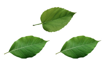 PNG Image of Green leaf 