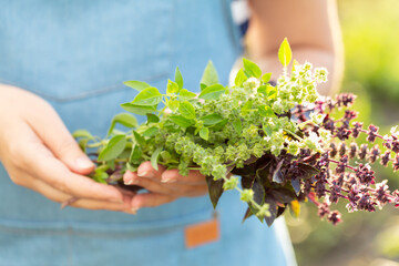 Women's hands hold freshly picked green and purple basil on farm. Selective focus.