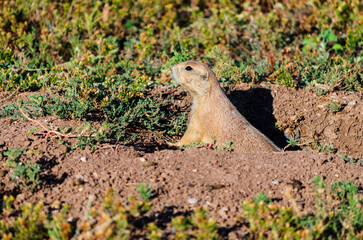 Black-tailed prairie dogs at Wind Cave National Park in South Dakota