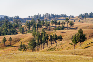 Fototapeta premium Prairies and Grasslands of Wind Cave National Park in South Dakota