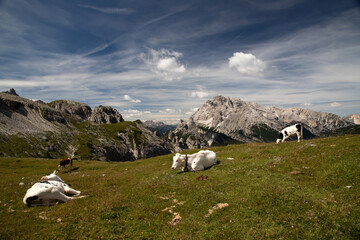 Cos in the Dolomites, grazing on beautiful green meadow. Scenery from Tre Cime.