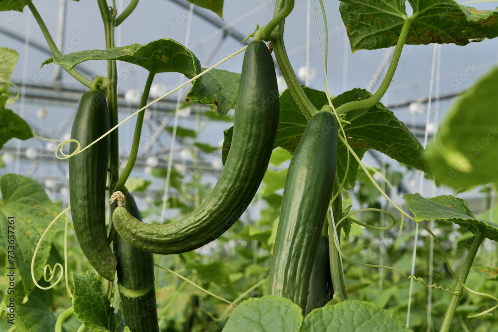 Sticker Closeup of fresh organic cucumbers ripening in glasshouse