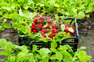 A box of organic radishes is on the garden bed. Agricultural activities. The agricultural land is...